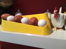 ¡huevos alternativos appenzeller y welsummer!