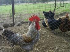 El gallo y las gallinas se separan
