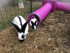 Conejos saliendo del túnel de jueGo Zippi 