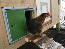 Una gallina saliendo de su gallinero a través de su puerta automática
