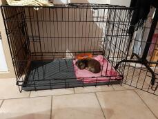 Un pequeño cachorro relajándose en su jaula para perros.