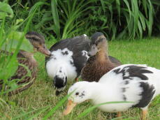 Grupo de patos jóvenes explorando
