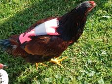 Pollo con rosa Omlet hivis chicken jacket