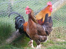 Preciosa gallina roja Dorking