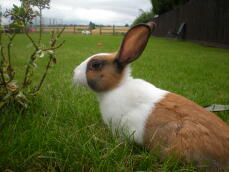 Un conejo holandés blanco y marrón sobre el césped