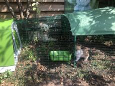 Conejo en un corral con una jaula verde Go 