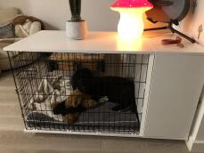 Un perro en un Fido Studio con un armario adjunto y una cama para perros gris Omlet en su interior