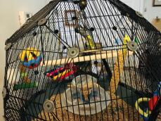 Dos pájaros en su jaula negra con varios accesorios