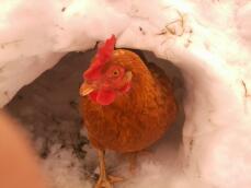 El pollo rojo en un montículo de nieve.