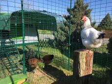 Omlet verde Eglu Cube gallinero grande y corral conectado a Omlet corral para pollos