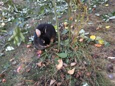 Un conejo negro comiendo unas hojas