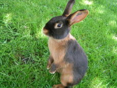 Un pequeño conejo de pie sobre la hierba