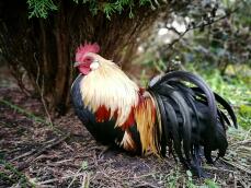 Un gallo con plumas amarillas, rojas y negras estaba sentado en un jardín