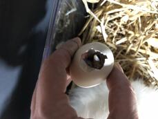 Eclosión de huevos en mano