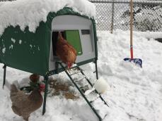 Pollos saliendo de un gran gallinero en el Snow
