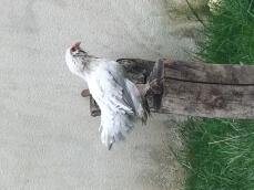 Pollo sentado en un poste