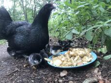 Pollo y pollitos con comida