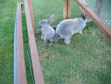 Dos conejos fuera en su corral