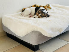Perro durmiendo en Omlet Topology cama para perros con topper de piel de oveja y pies de riel negro