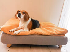 Perro sentado en Omlet Topology cama de perro con bolsa de frijoles topper y pies cuadrados de madera