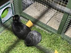 Conejos utilizando el túnel verde que conecta su recinto