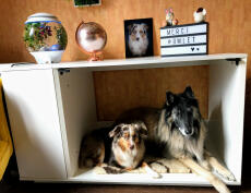 Dos perros marrones blancos y negros dentro de un Fido blanco Studio con un armario adjunto