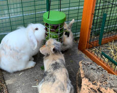 Conejos comiendo de Omlet conejo Caddi soporte de Golosinas