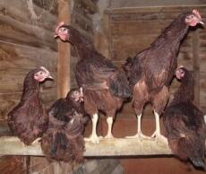 Cinco gallinas posadas en su gallinero