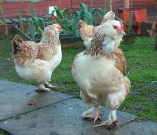 Pollas gallo faverolles