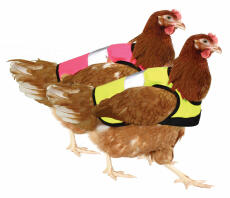 Reciba una chaqueta de pollo de alta visibilidad en cada color.