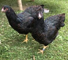 Dos pollos negros - barnevelder.