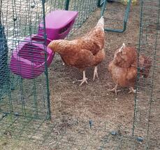Nuestras gallinas prefieren comer y beber en los comederos de Omlet.