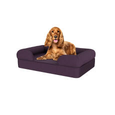 Perro sentado en una cama para perros de espuma con memoria de color púrpura