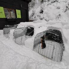 Tres Omlet Eglu Go conejeras en el jardín cubiertas de Snow
