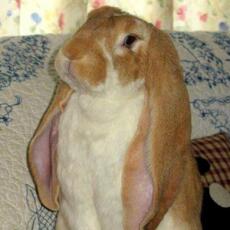 Conejo de orejas largas posando