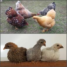 Pollitos antes y después