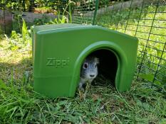 Una cobaya en el refugio de cobayas verde Zippi.