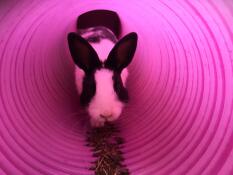 Un conejo arrastrándose por un túnel de conejos.