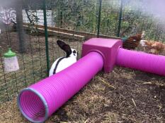 Conejo investigando Zippi refugio y túnel de jueGo