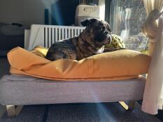 Un perrito disfrutando del sol desde la comodidad de su cama gris y su saco de frijoles amarillo