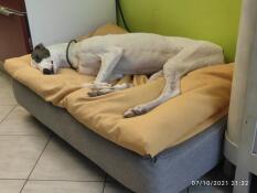 Un perro blanco de gran tamaño que duerme plácidamente en su cama con una bolsa de frijoles amarilla