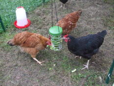 Tres pollos picoteando algunas verduras de su porta-regalos