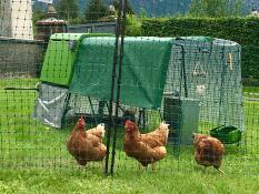 Tres gallinas anaranjadas detrás de una valla para pollos con un gallinero verde Cube y un corral con cubiertas en la parte superior