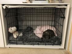 Un perro negro que duerme en un medio Fido Studio bajo una manta rosa