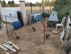 Hacer una zona en tu jardín para tener gallinas.