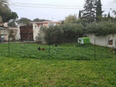 Omlet Eglu Cube gran gallinero y Omlet valla para pollos en el jardín