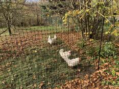 Unas cuantas gallinas picoteando el suelo en busca de semillas, detrás de su cercado de gallinas