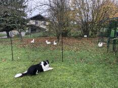 Un perro vigilando a las gallinas detrás de su valla