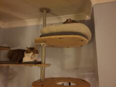 2 gatos tumbados en los estantes de su árbol para gatos de interior