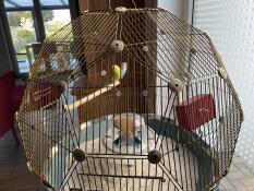 Dos pájaros en la jaula de Omlet Geo 